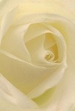 From the heart of Cubitt Town, this intimately photographed cream-white rose draws you into a world of softness and hidden strength. Every petal unfurls gently toward the centre, matte yet silky, creating a sense of serene movement that feels almost like the slow drift of boats on the Thames nearby. Whisper-light shadows accentuate ivory folds, giving the flower tangible depth and a calm, reflective presence. The atmosphere is tranquil, with each petal hinting at new beginnings or heartfelt memories-just as local residents mark milestones along Saunders Ness Road or celebrate reunions by the riverside. The rose's understated, nearly ethereal fragrance seems to linger in the cool morning air, evoking both admiration and solace. With every detail attended by a seasoned florist's hand, this bloom stands as a symbol of reverence-ideal for expressing sympathy, admiration, or marking fresh starts within the Cubitt Town community. The artistry isn't only in the natural beauty but also in the intention behind its selection, ensuring that every arrangement carries genuine warmth and meaning for its recipient.